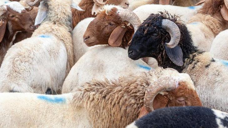 Kızılay 2023 kurban vekâleti bedellerini açıkladı