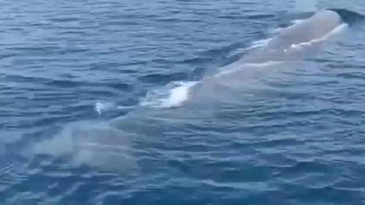 Marmaris'te tekne turunda balina görüntülediler