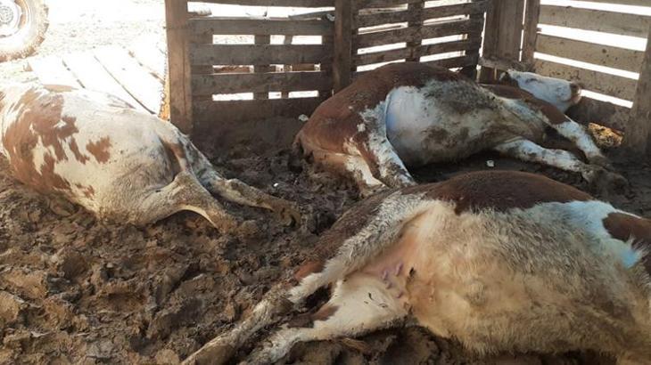 Yıldırım düştü; depremzedenin 5 büyükbaş hayvanı öldü