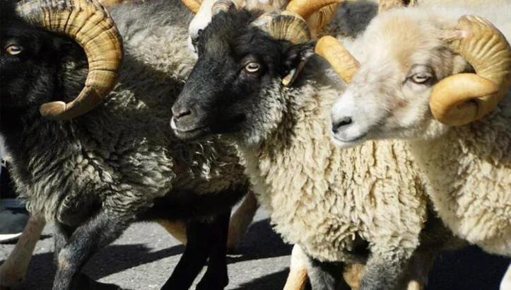 Kurban Bayramı tatili kaç gün? 2023 Kurban Bayramı tatili 9 gün mü oldu? 26-27 Haziran idari izin mi?