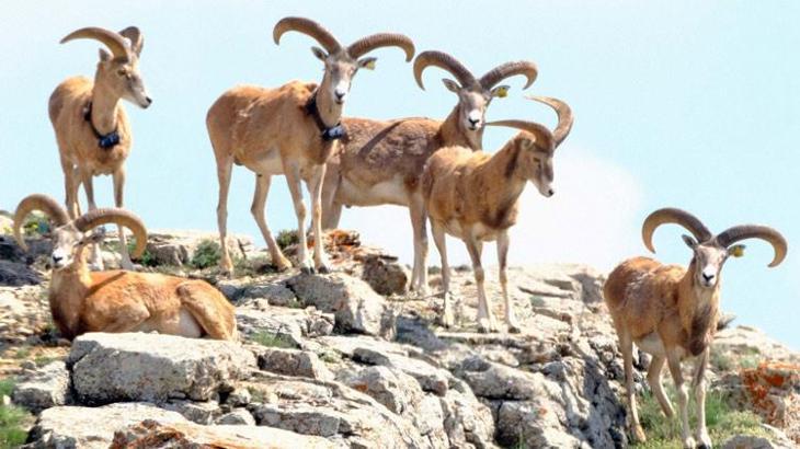 Anadolu yaban koyununu avlayan yandı! Cezası büyük