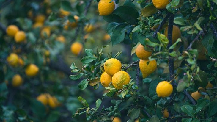 2 liraya alıcı bulunamadı mayer limon ağaçta kaldı!
