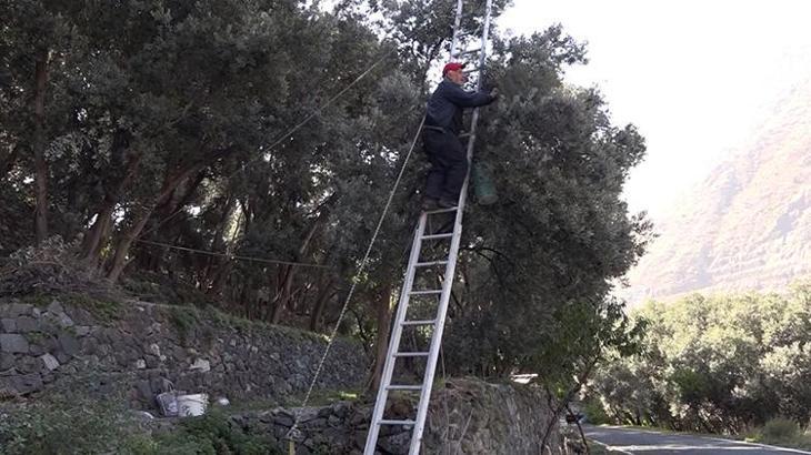 Artvin'de hasat başladı! Her yıl İstanbul'dan bu ürün için gidiyor: Çevre illerden yoğun talep