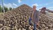 Karaman'da şeker pancarı sezonu başladı: Çiftçilerin gözü kulağı açıklanacak alım fiyatında!