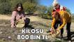 Kilosu 800 bin TL! Safranbolu'da bereketli hasat başladı! Tarlalar mora bürünüyor: Çiftçiler kazanıyor