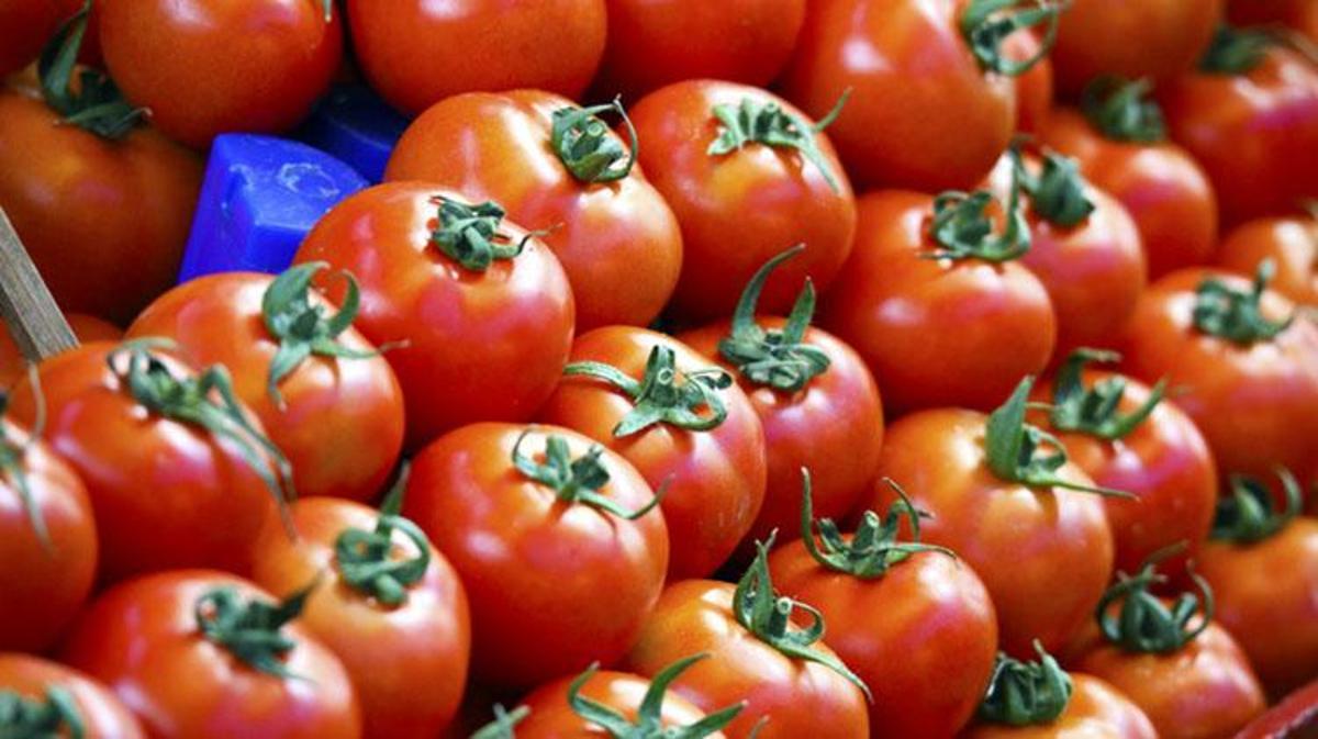 Rüyada kırmızı domates görmek ne anlama gelir? Rüyada bahçede domates