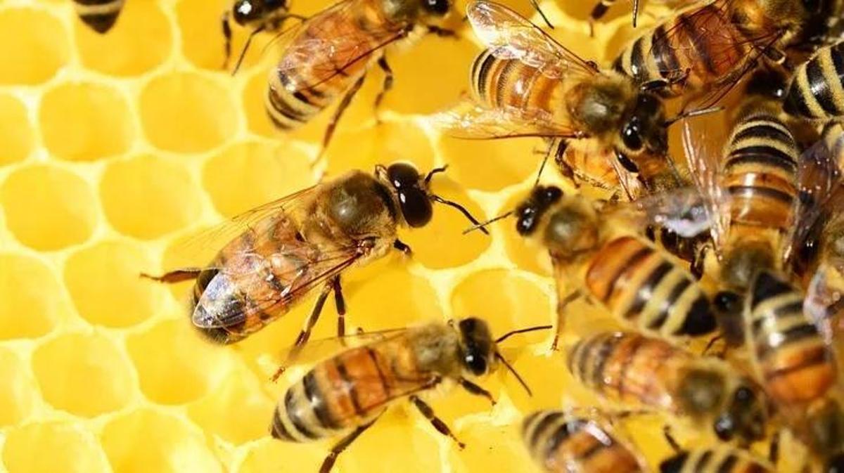 Arıların kaç gözü var? Arılar neden altıgen petek yapar? - Sağlık Haberleri
