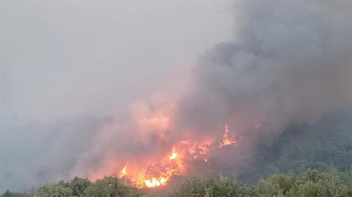 Our lungs are burning! Each nook of the nation succumbed to flames, that is the most recent scenario in forest fires