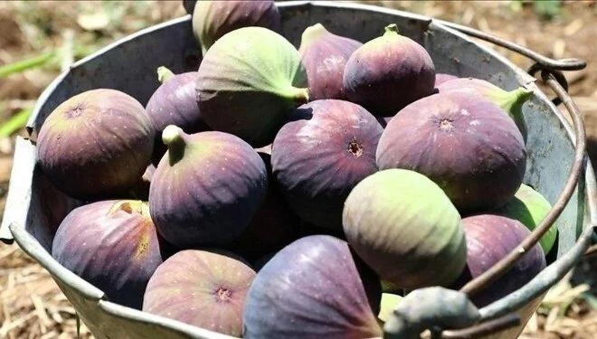 Sweet Victory: Bursa Black Figs Gain Coveted EU Registration