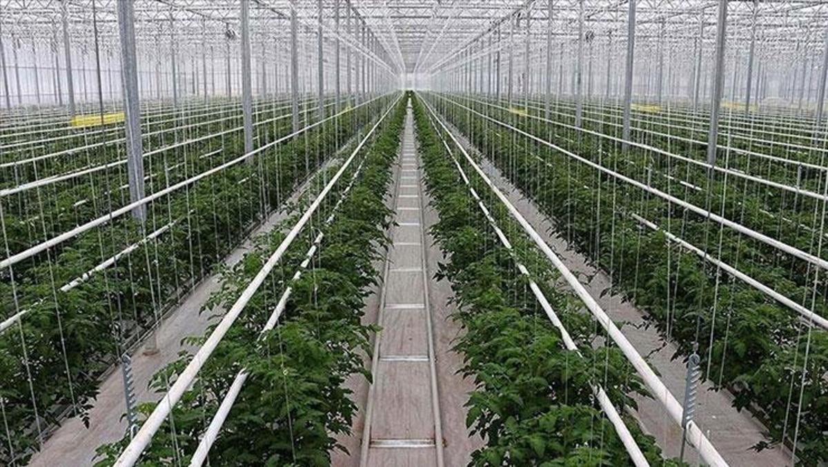 Greenhouse Nightmare: 28 Workers Rushed to Hospital in Shocking Cleaning Incident