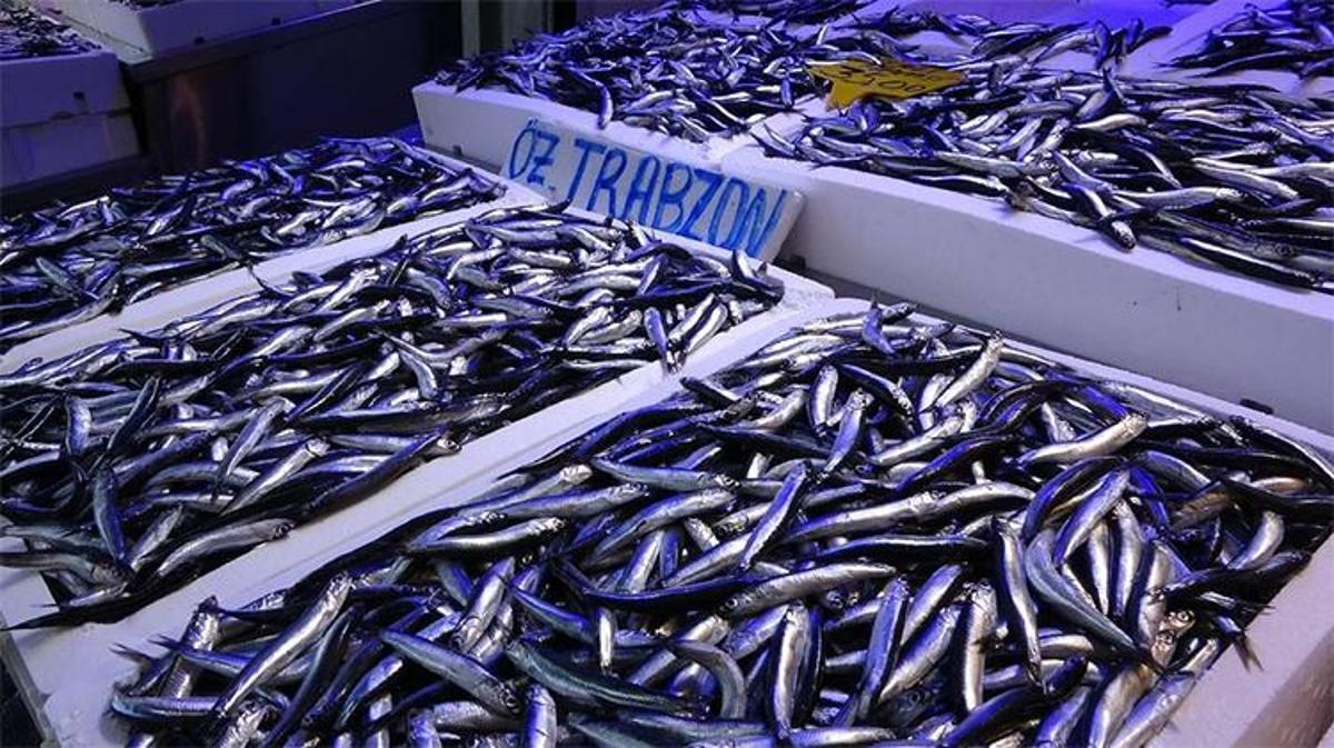 Anchovy Frenzy: Trabzon Fishermen on High Alert as Season Draws Near - News Directory 3