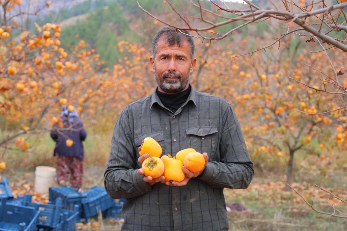 Kahramanmaraş'ta üretilen hurmanın üreticide kilosu 25, markette 80 lira