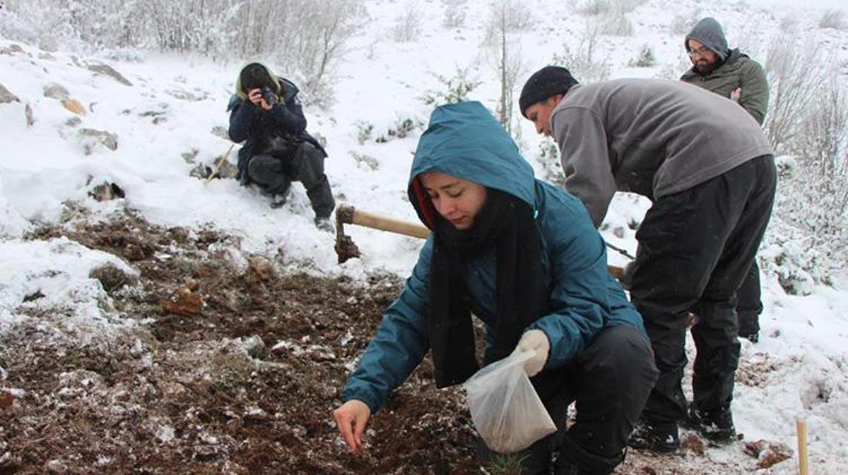 Amasya Lalesi 132 yıl sonra yeniden ait olduğu topraklara ekildi