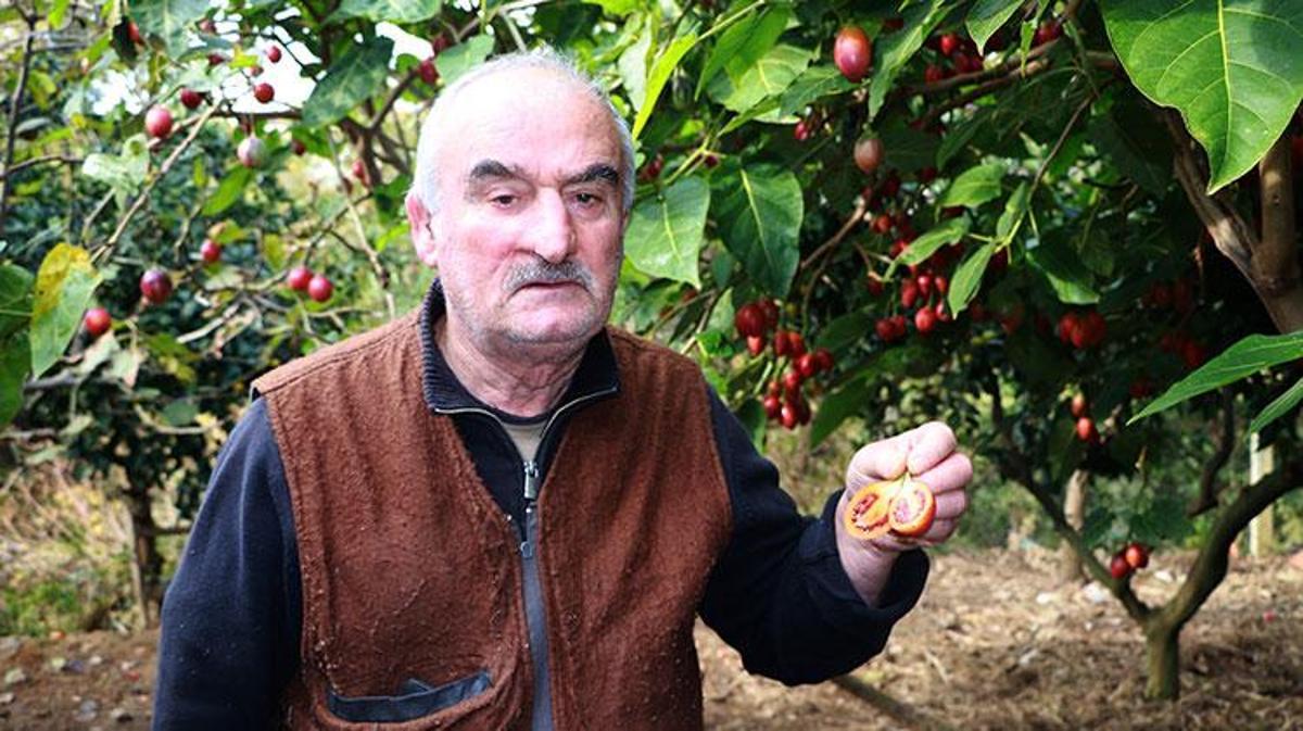 Güney Amerikalı 'Tamarillo' Rize'de 'Ağaç domatesi' olarak nam saldı