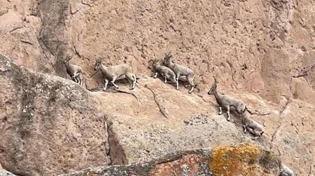 Nesli tükenme tehlikesindeki dağ keçileri, dünyadaki Mars'ta görüntülendiler!