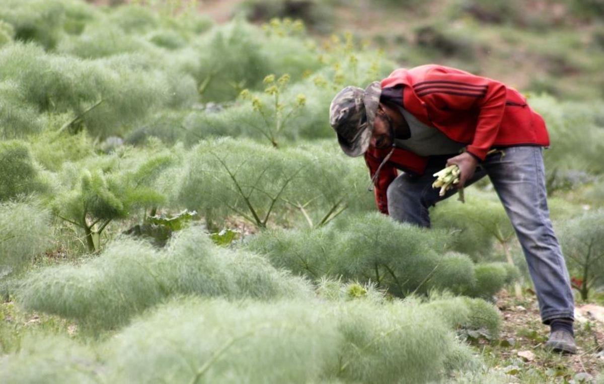 Erzurum'un dağlarında hasat mevsimi başladı: Vatandaş akın ediyor! 'Kilosu altınla yarışıyor'