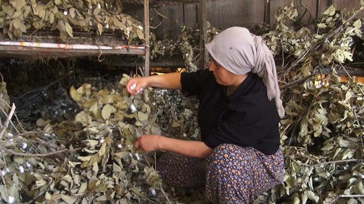 Batman Sason’da çiftçiler tütünü bıraktı buna başladı: 170 ailenin umudu oldu! Kilosu altın değerinde olan kozada hasat zamanı: 12 ton hedefleniyor!