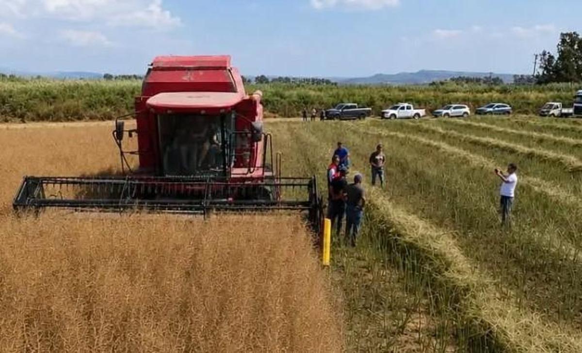 Söke'de kanola hasadı yapan çiftçiler ve yetkililer
