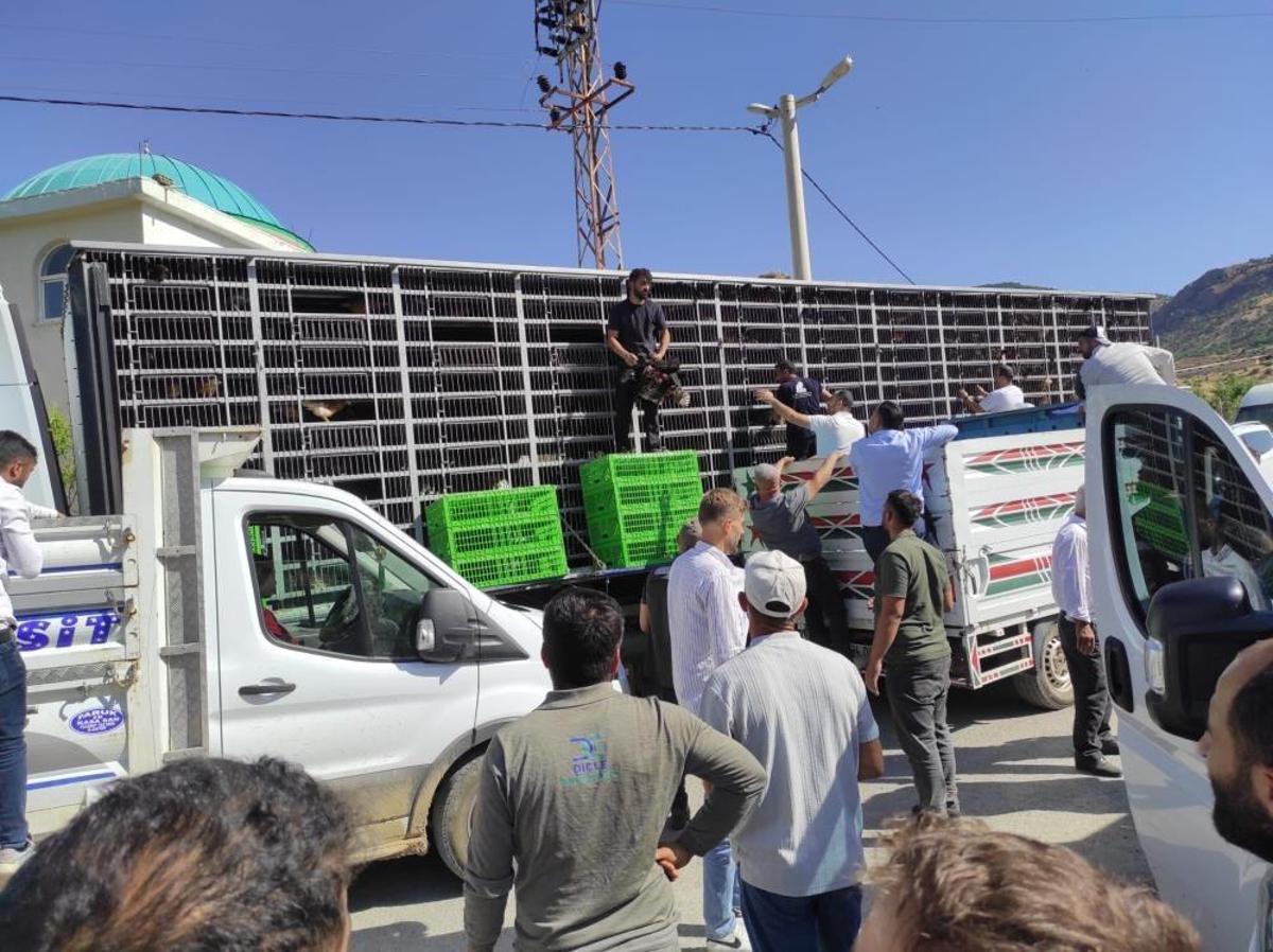 Sason ilçesinde besicilere hibeli tavuk dağıtımı yapılıyor.