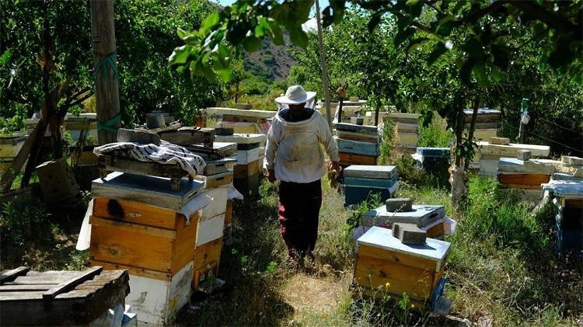 Arıcılar, bal arılarının bulunduğu kovanlarla birlikte yaylaya hareket ediyor.