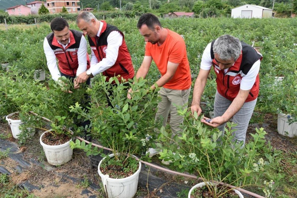 Ordu'da maviyemiş hasadı yapan üreticiler ve İl Tarım Müdürü Bayram Ay