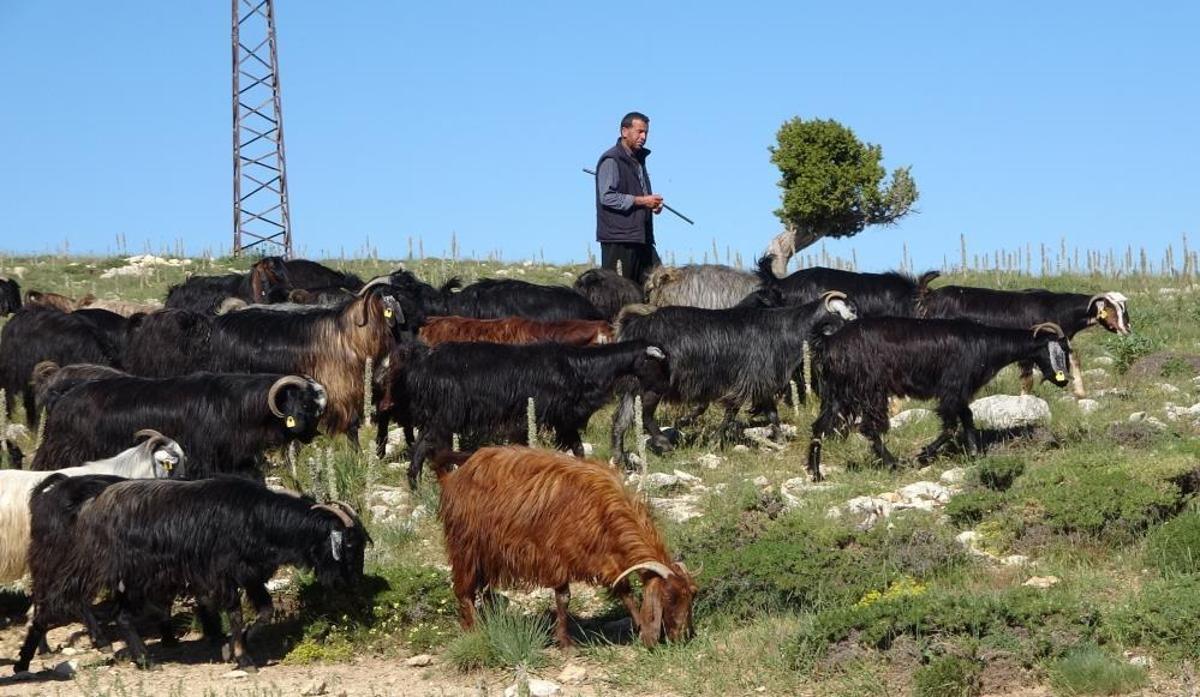 Mersin'in Toros Dağları'nda Yörükler keçi sürülerini otlatırken çekilmiş fotoğraf.