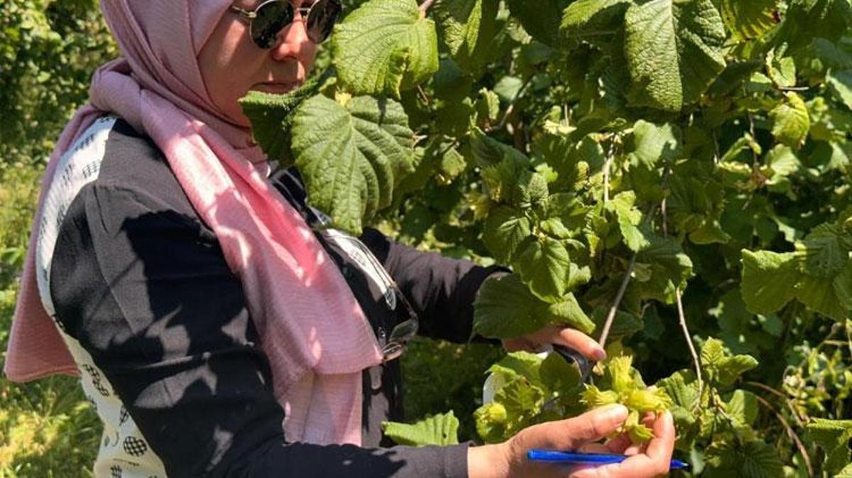 Düzce'de fındık bahçelerinde rekolte tespit çalışmaları