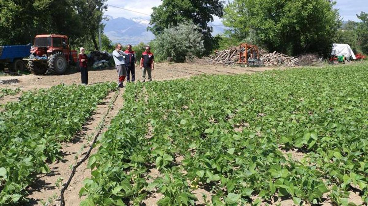 Erzincan'da tescilli Işıl-24 kuru fasulyesi hasadı yapan çiftçiler