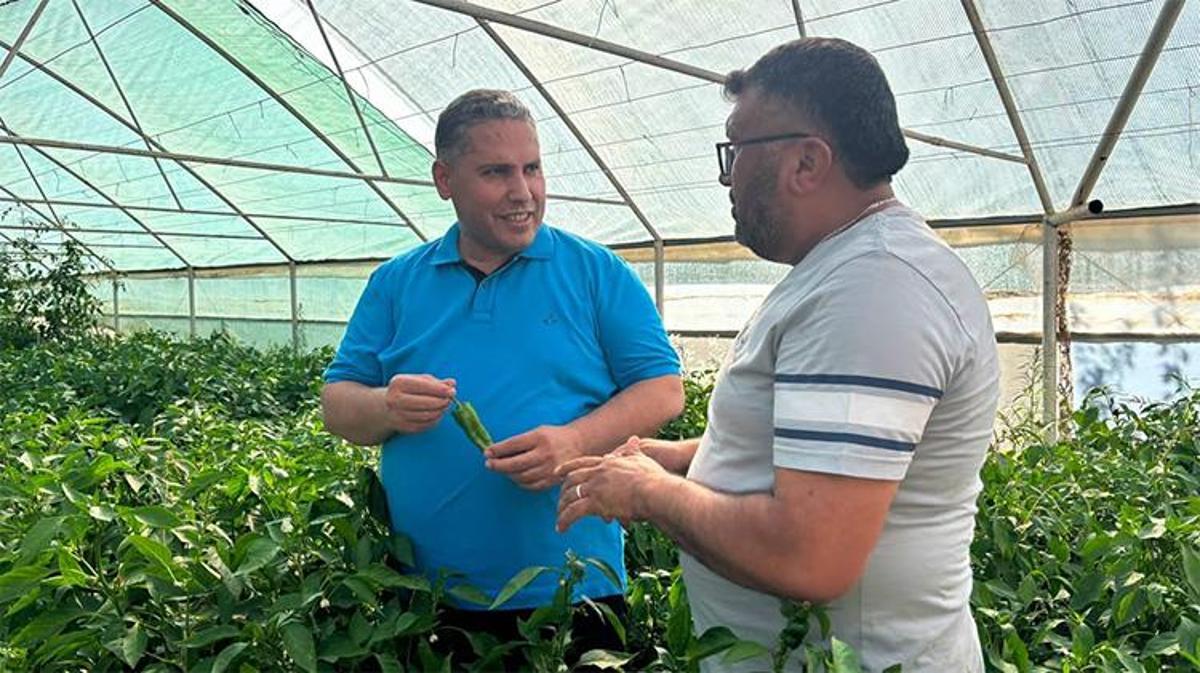 Manisa'da Emcelli Biberi tarlalarında hasat yapılıyor.