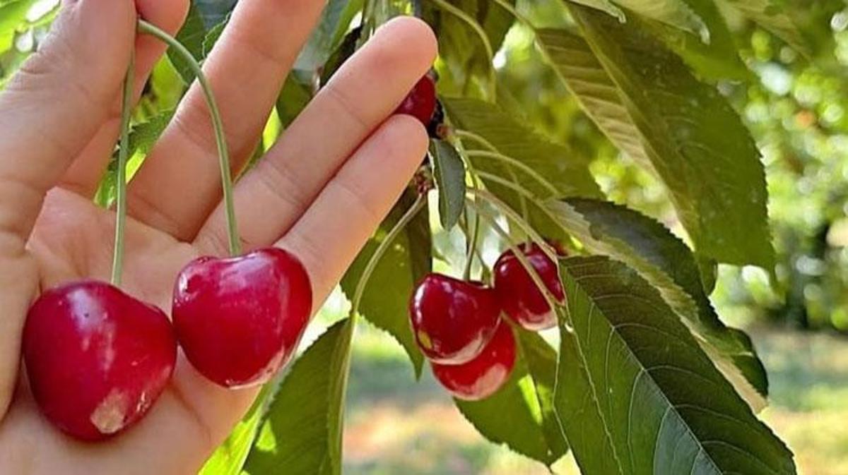 Andırın'da dünyaca ünlü Çığşar kirazında hasat başladı