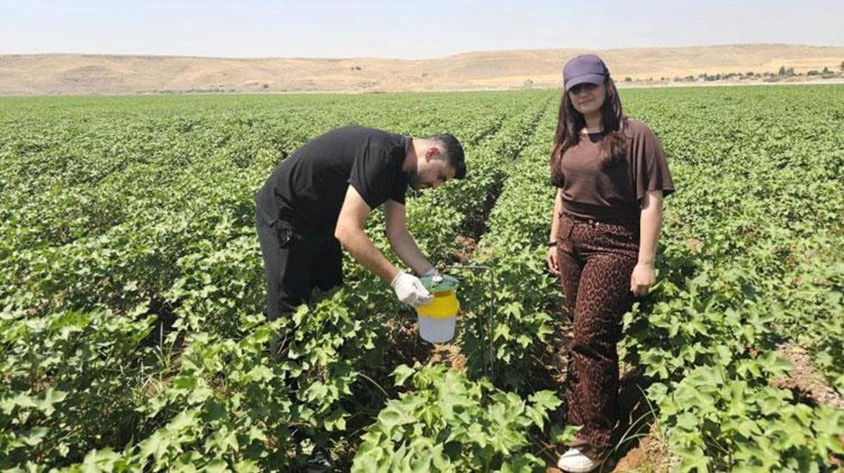 Pamuk tarlalarına yerleştirilen feromon tuzakları