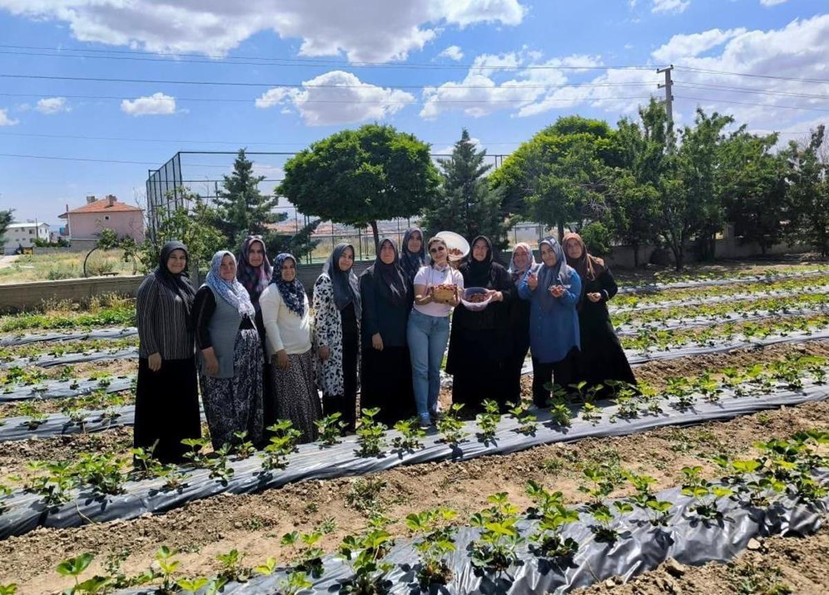 Afyonkarahisar'da tarlalar kırmızıya büründü: İscehisar deneme bahçelerinde ilk çilek hasadı coşkusu!