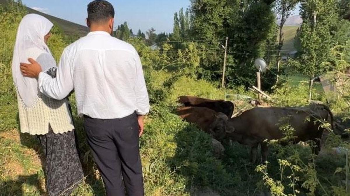 Umut Derneği tarafından desteklenen Ayni Özbek'e teslim edilen inekler ve buzağılar