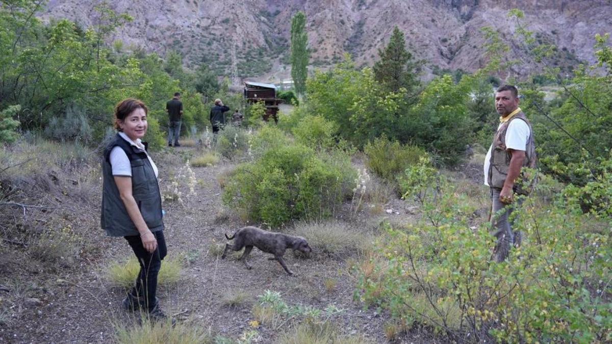 Artvin'de trüf mantarı toplama eğitimi sırasında eğitimli köpeklerle arazi çalışması yapılıyor.