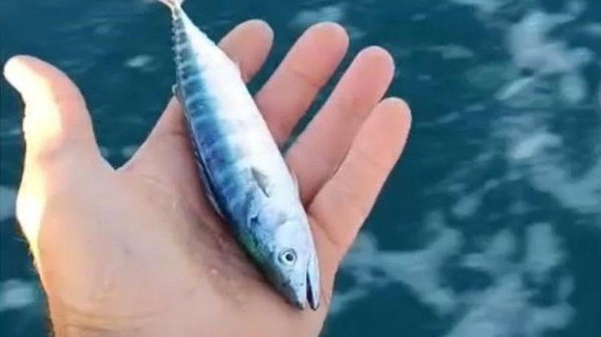 Sinop'ta denize açılan bir balıkçı teknesi ve ağlar