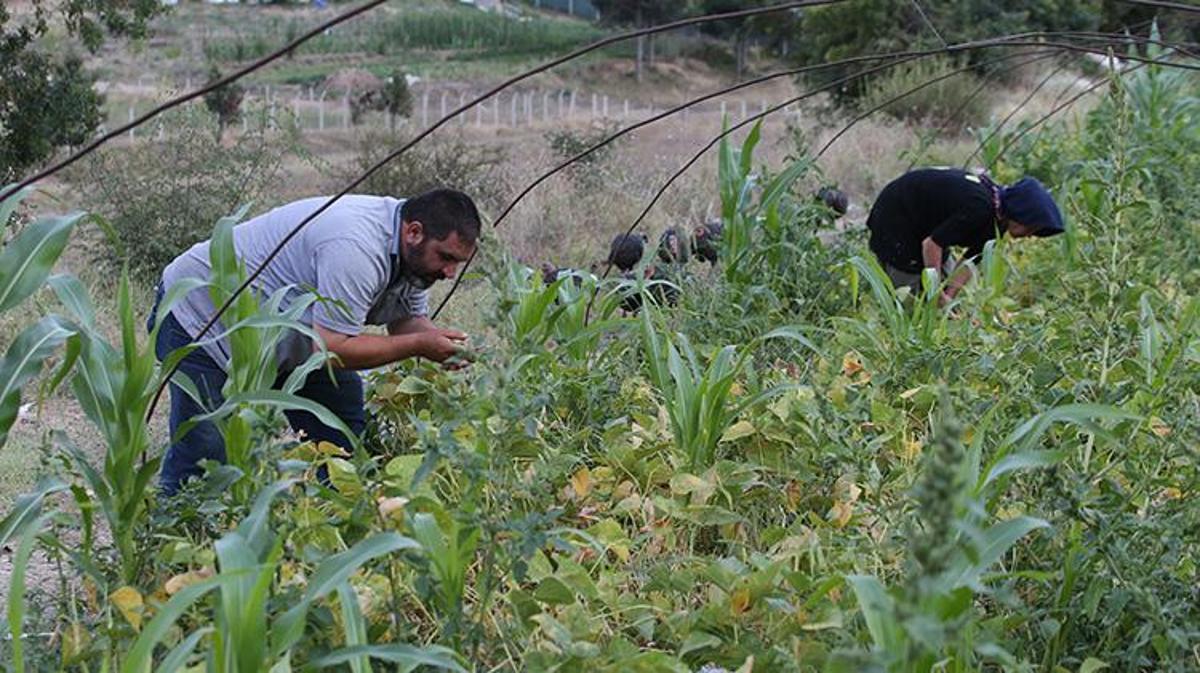 Karadeniz Bölgesi'nde Kimyasal Kullanmadan Ata Tohumuyla Üretim Yapan Çiftçinin Ürünleri İçin Kuyruk Oluşuyor