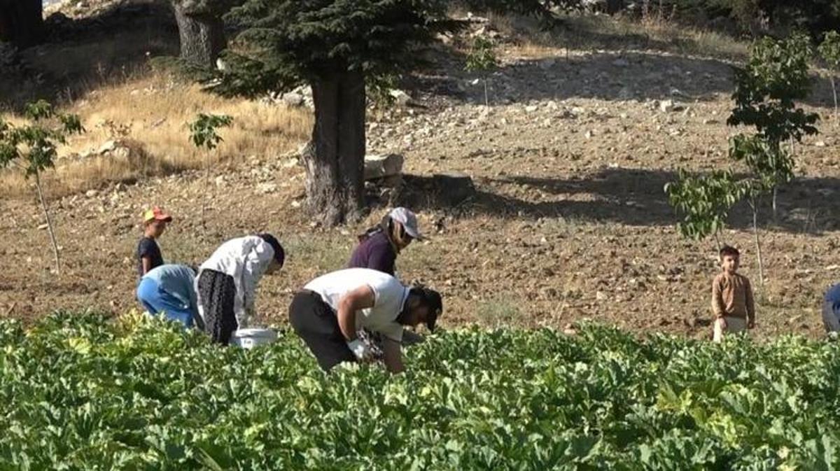 Depremde İşini Kaybeden İşçi, 3,5 Dönümlük Tarlasında Yetiştirdiği Kabaklarla Günde 500-600 Kilo Ürün Topluyor