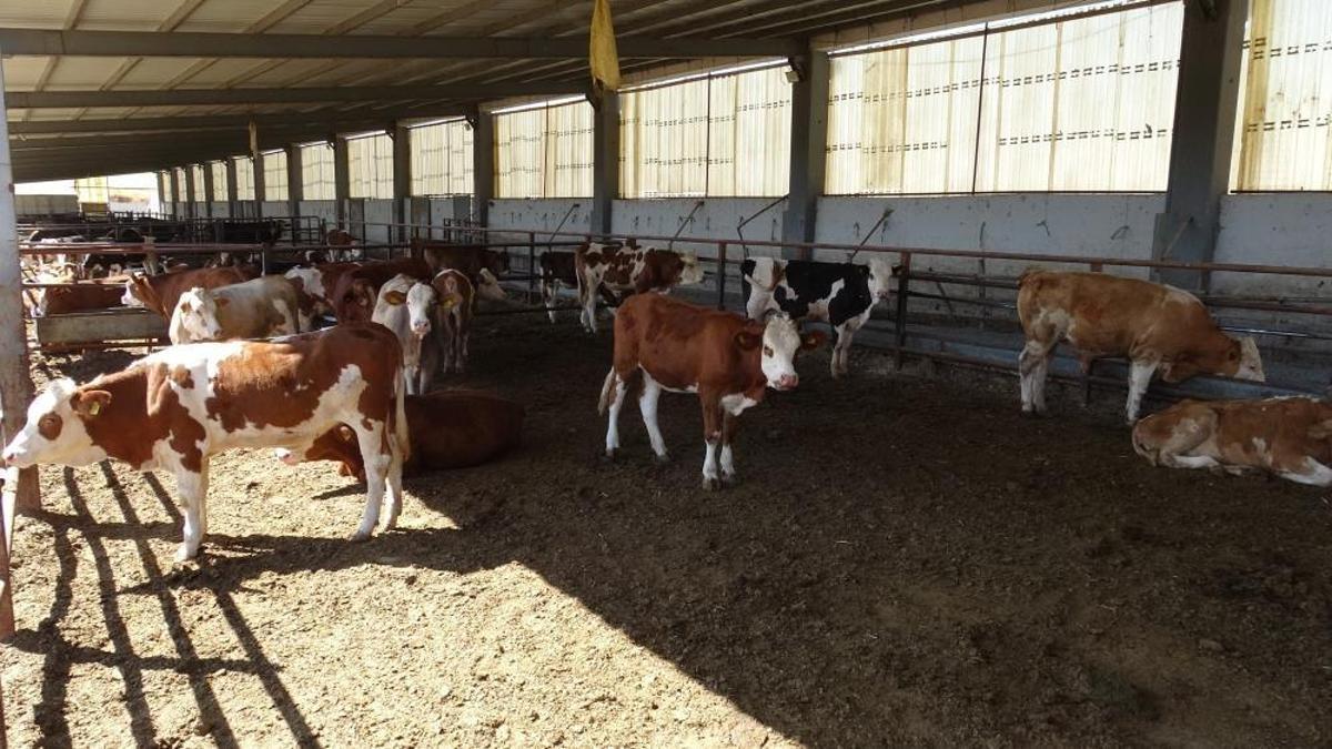 Malatya'da 5 dönümlük alanda binlerce üreticiye destek oluyor: 500 baş hayvanla ihtiyacın tamamı karşılanıyor