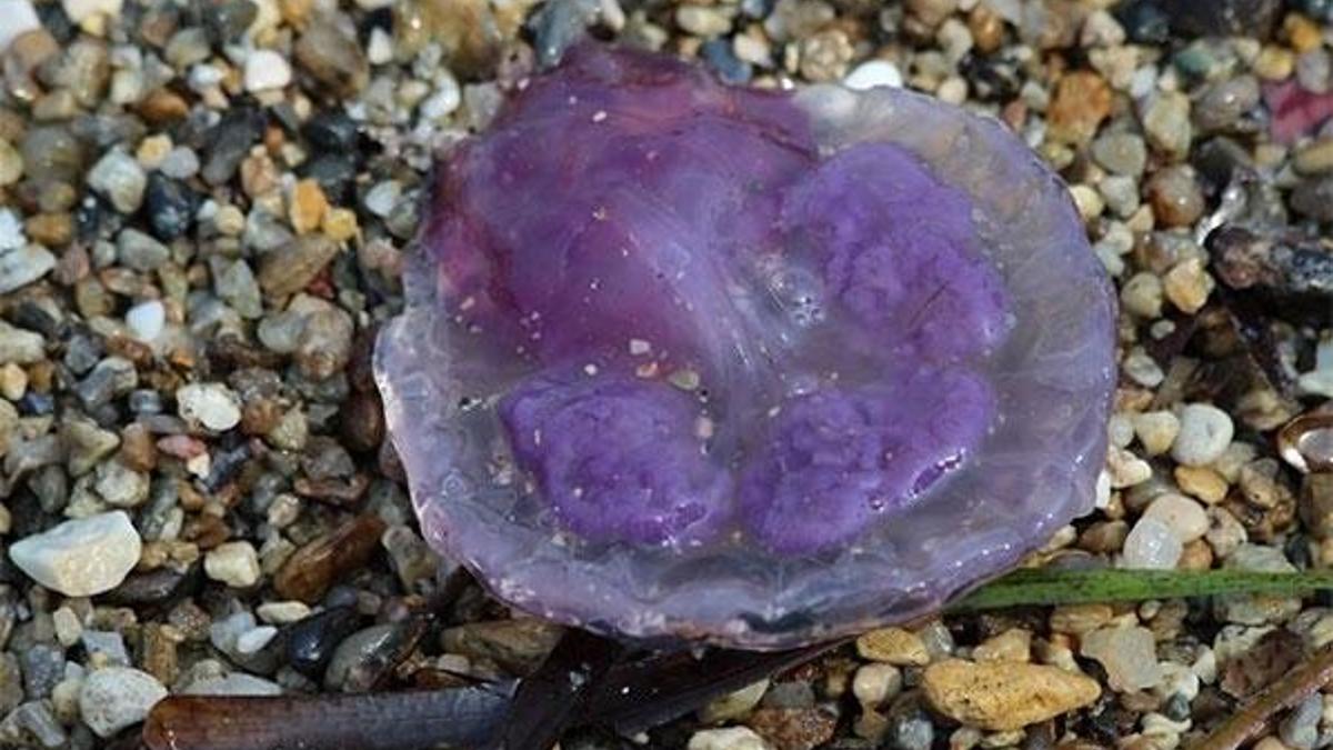 Kuşadası'nda ortaya çıktı! Ölüsü bile zehirliyor