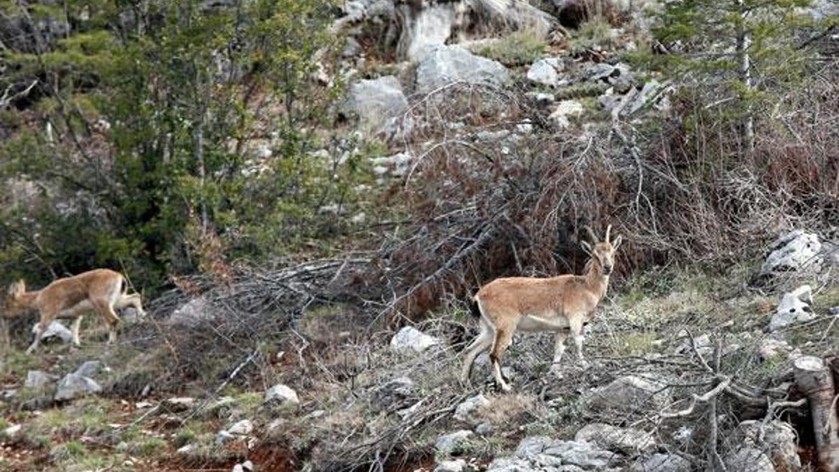 Araç yoğunluğu azaldı, dağ keçileri yol kenarına indi
