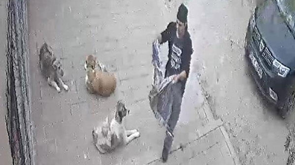 Belediye barınağında şoke eden görüntüler!