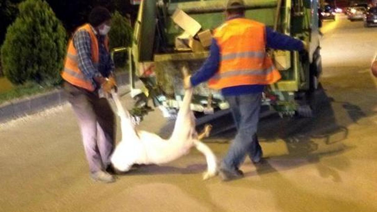 Köpek leşlerini çöpe attılar