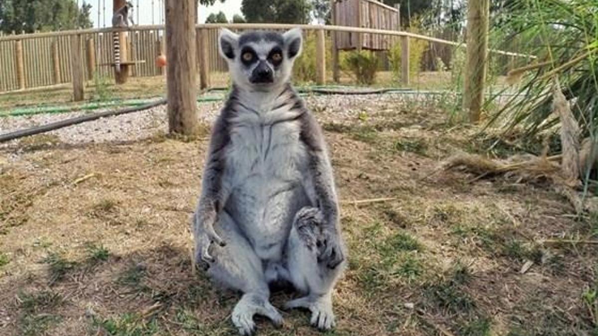 Lemur ve mirketler hayvanat bahçesinin gözdesi
