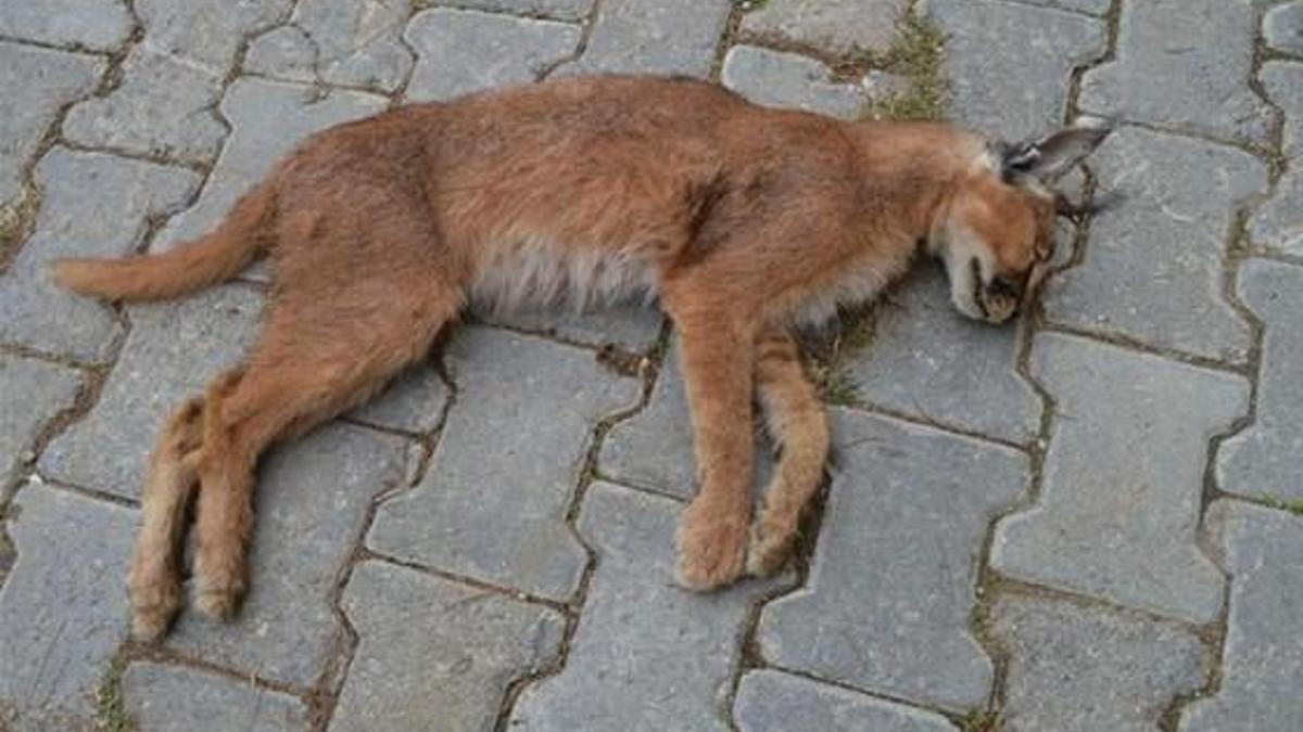 KCK ana davası Anayasa Mahkemesi'ne gönderildi