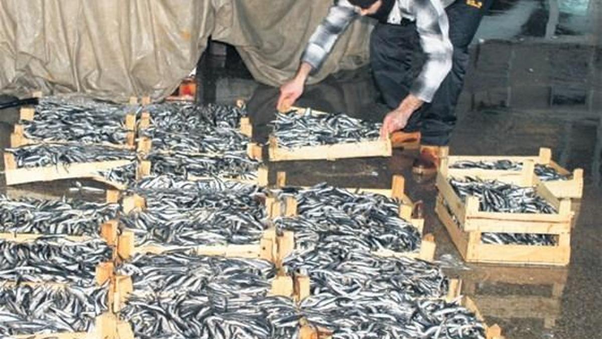 İşte hamsinin kökünü kurutan seri katil!