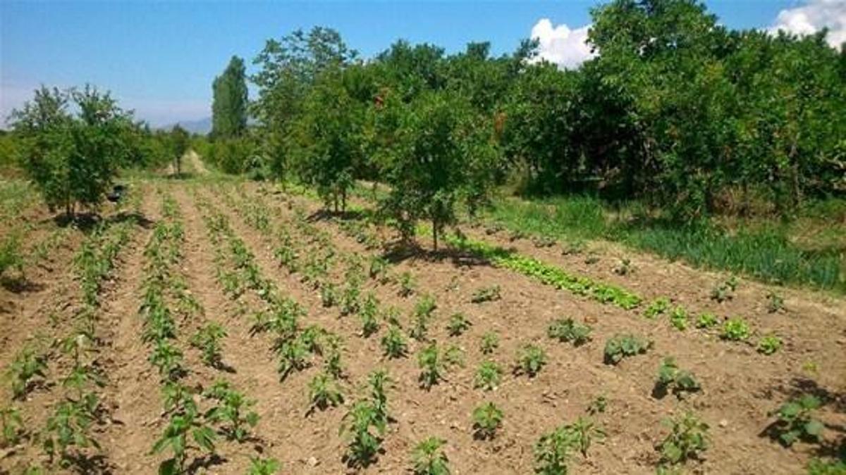 Hüda Par'dan HDP açıklaması