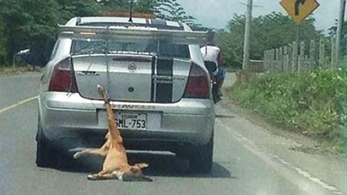 Köpeği arabanın arkasına bağlayıp sürükledi (+18)