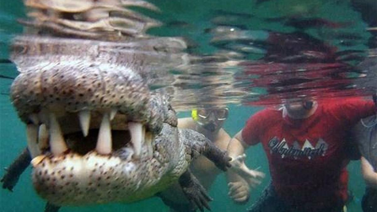 Timsahla selfie çektiler!