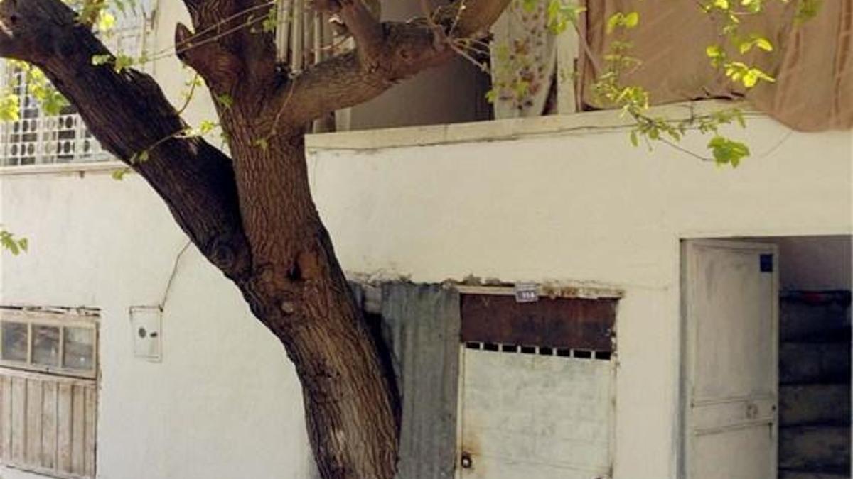 Kesmeye kıyamadığı dut ağacı evin içinde