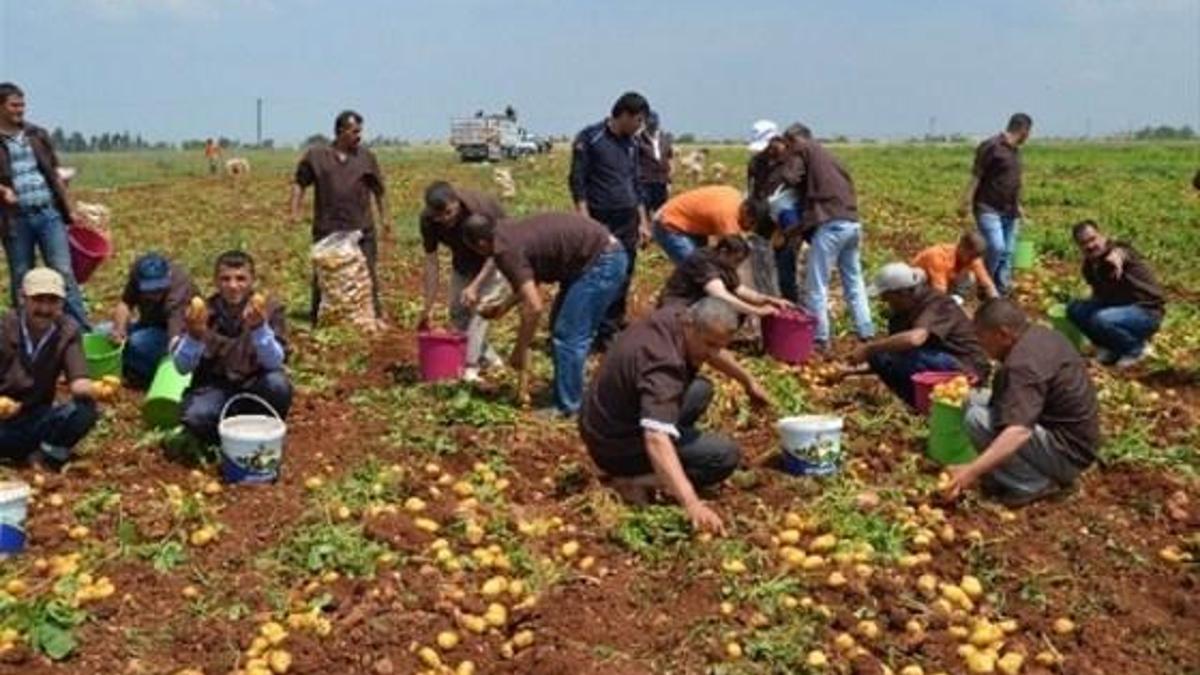 Hükümlüler 60 ton patates üretti
